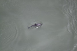 Missing Picture